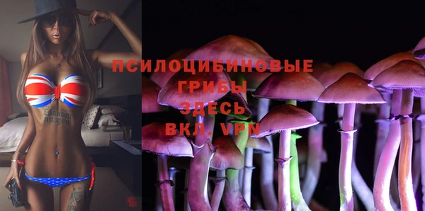 индика Новодвинск